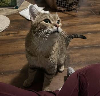 Rescue Domestic Short Hair Cats for Adoption in Reno, Nevada - Pongo | PetCurious