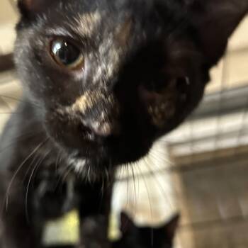 Tortoiseshell Cats Available for Adoption - Cattarina | PetCurious