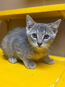 Edna -  Domestic Short Hair Cat for Adoption in Maryville, Missouri - Edna | PetCurious