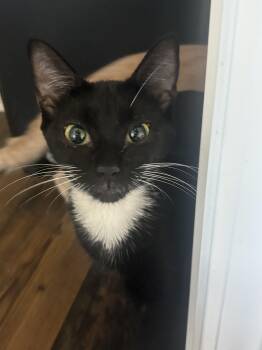 Vera -  Tuxedo Cat for Adoption in Holly Springs, Georgia - Vera | PetCurious