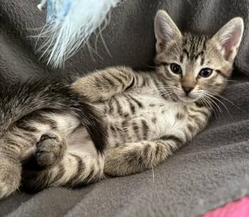 Tigger -  Domestic Short Hair Cat Available for Adoption in Lake Monroe, Florida - Tigger | PetCurious