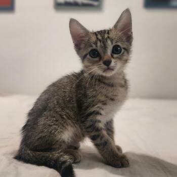 Andre -  Domestic Short Hair Cat for Adoption in West Palm Beach, Florida - Andre | PetCurious