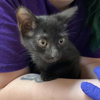 Ash -  Domestic Short Hair Cat for Adoption in Monroe, Louisiana - Ash | PetCurious