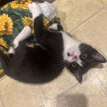 Eliana -  Domestic Short Hair Cat for Adoption in Springfield, Missouri - Eliana | PetCurious