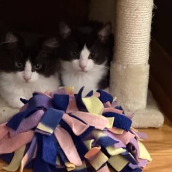 Scout -  Domestic Short Hair Cat for Adoption in Wakefield, Quebec - Scout | PetCurious