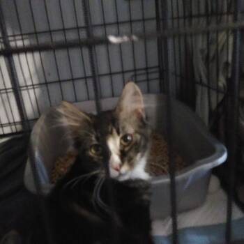Neptune -  Domestic Long Hair Cat for Adoption in PORT WENTWRTH, Georgia - Neptune | PetCurious