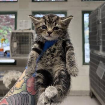 Whitley -  Domestic Short Hair Cat for Adoption in Indianapolis, Indiana - Whitley | PetCurious