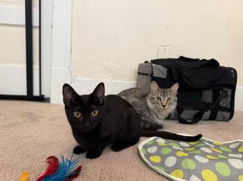 Rescue Domestic Short Hair Cats for Adoption in Seattle, Washington - Flow And Graybie | PetCurious