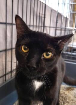 Rescue Domestic Short Hair Cats for Adoption in Ogden, Utah - Twilight Cinnamon | PetCurious