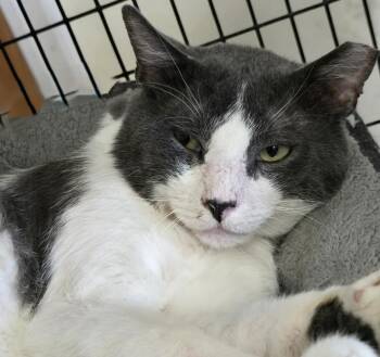 Tuxedo and Domestic Short Hair Cats Available for Adoption in Las Cruces, New Mexico - Kingsley | PetCurious