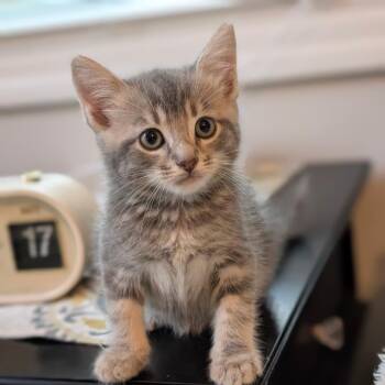 Cormac -  Domestic Short Hair Cat for Adoption in Raleigh, North Carolina - Cormac | PetCurious