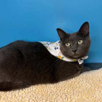 Maneki -  Russian Blue and Domestic Short Hair Cat for Adoption in San Antonio, Texas - Maneki | PetCurious
