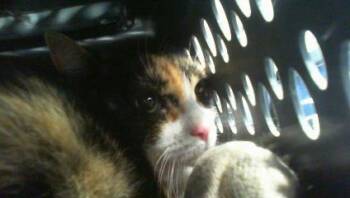 Domestic Short Hair Cats Available for Adoption in Charlotte, North Carolina - PONYO | PetCurious