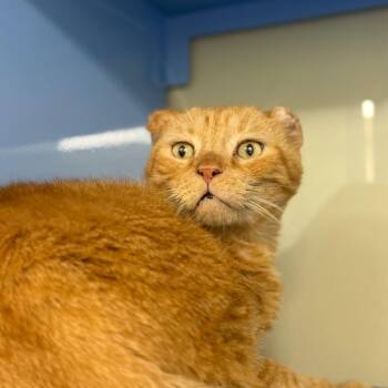 Celsius -  Domestic Short Hair Cat for Adoption in Sunrise, Florida - Celsius | PetCurious
