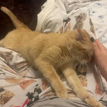 Happy - SPECIAL NEEDS - Litterbox Issues -  Domestic Short Hair Cat for Adoption in Union, Missouri - Happy - SPECIAL NEEDS - Litterbox Issues | PetCurious