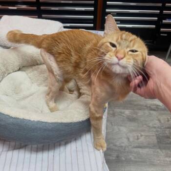 Domestic Short Hair Cats Available for Adoption in The Woodlands, Texas - Agent Cooper | PetCurious