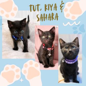 Tut -  Domestic Short Hair Cat for Adoption in Port Chester, New York - Tut | PetCurious