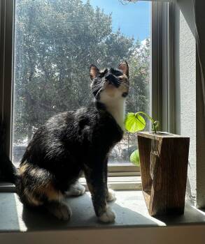 Xena A. Calico -  Calico and Domestic Short Hair Cat for Adoption in Frisco, Texas - Xena A. Calico | PetCurious