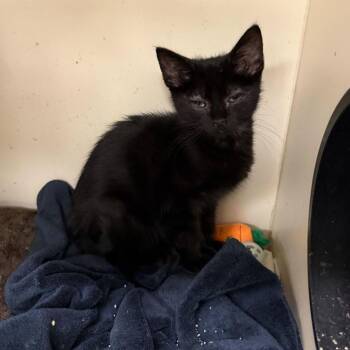 Domestic Short Hair Cats Available for Adoption - Lavern | PetCurious