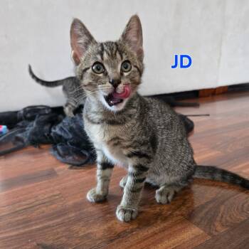 JD -  Domestic Short Hair Cat for Adoption in Dickson, Tennessee - JD | PetCurious