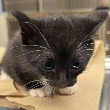 Domestic Short Hair Cats Available for Adoption in Chattanooga, Tennessee - French Bob | PetCurious