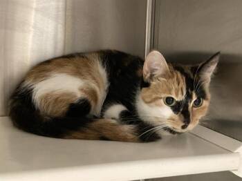 NASHA -  Domestic Short Hair Cat for Adoption in Tustin, California - NASHA | PetCurious