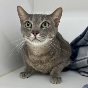 Yogurt -  Domestic Short Hair Cat Available for Adoption in Beaumont, Texas - Yogurt | PetCurious