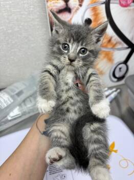 Silly -  Domestic Short Hair Cat for Adoption in Pomona, New York - Silly | PetCurious