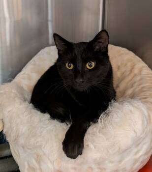 Rescue Domestic Medium Hair Cats for Adoption in Tucson, Arizona - Jen | PetCurious