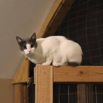 Domestic Short Hair Cats Available for Adoption - Nectar | PetCurious