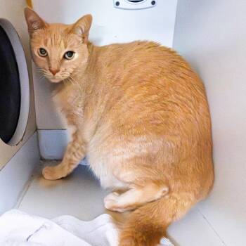 Candy -  Domestic Short Hair and Mixed Breed Cat for Adoption in South Elgin, Illinois - Candy | PetCurious