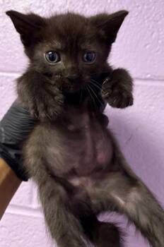 60830419 -  Domestic Short Hair Cat for Adoption in El Paso, Texas - 60830419 | PetCurious