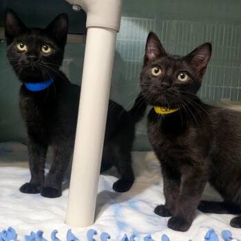 Garlic, Parmesan and Pesto -  Domestic Short Hair Cat for Adoption in Hutchinson, Minnesota - Garlic, Parmesan And Pesto | PetCurious
