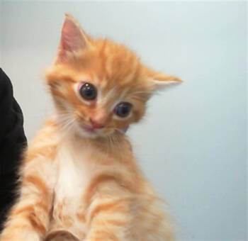 ALVIN -  Domestic Short Hair Cat for Adoption in Charlotte, North Carolina - ALVIN | PetCurious