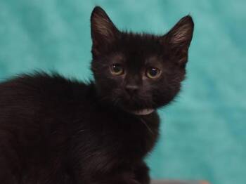 Onyx -  Domestic Short Hair Cat for Adoption in Portland, Oregon - Onyx | PetCurious