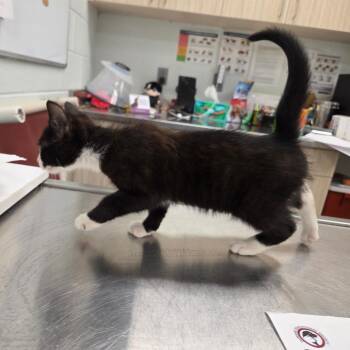Tuxie -  Domestic Short Hair Cat for Adoption in Chattanooga, Tennessee - Tuxie | PetCurious