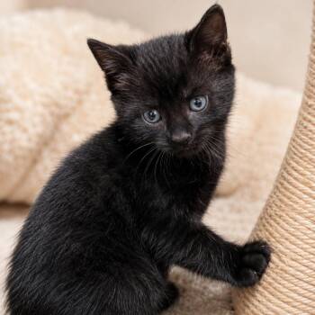 TEMPLETON -  Domestic Medium Hair Cat for Adoption in Cranston, Rhode Island - TEMPLETON | PetCurious