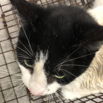 Rescue Domestic Short Hair Cats for Adoption in Philadelphia, Pennsylvania - Linus | PetCurious