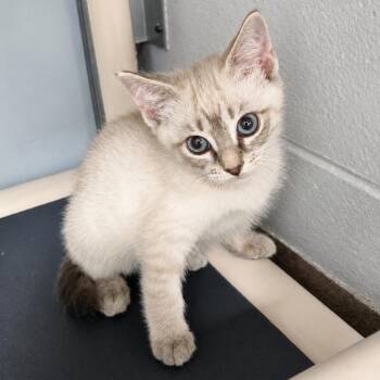 Marshmallow -  Siamese and Domestic Short Hair Cat for Adoption in South Elgin, Illinois - Marshmallow | PetCurious