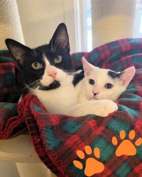 Spots -  Domestic Short Hair Cat for Adoption in Novato, California - Spots | PetCurious