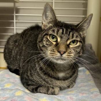 Summer -  Domestic Short Hair Cat for Adoption in Wilmington, Delaware - Summer | PetCurious
