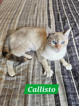 Callisto -  Domestic Short Hair Cat for Adoption in Manchester, Tennessee - Callisto | PetCurious