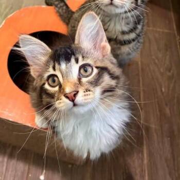 Potsie -  Domestic Long Hair Cat for Adoption in Richland, Michigan - Potsie | PetCurious