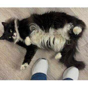 Gizmo -  Domestic Long Hair and Domestic Short Hair Cat Available for Adoption in Hudson, Massachusetts - Gizmo | PetCurious