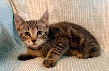Hunter -  Domestic Short Hair Cat for Adoption in New York, New York - Hunter | PetCurious