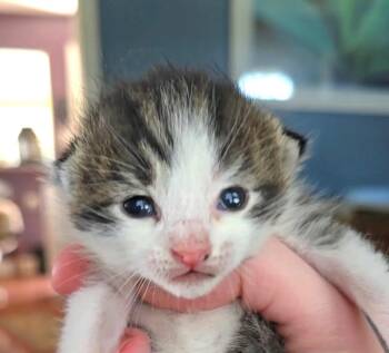 Pipsqueak -  Domestic Short Hair Cat for Adoption in Newaygo, Michigan - Pipsqueak | PetCurious