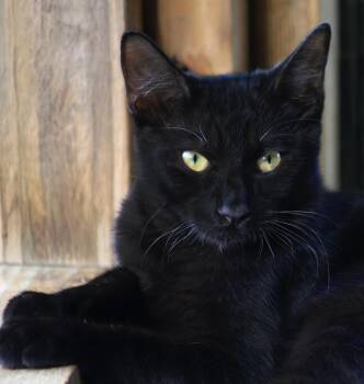 Kurt -  Domestic Short Hair Cat for Adoption in North Fort Myers, Florida - Kurt | PetCurious