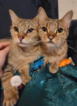 Rescue Domestic Short Hair Cats for Adoption in Ellijay, Georgia - Robyn And Pipper | PetCurious