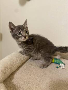 Micah -  Domestic Short Hair Cat for Adoption in San Antonio, Texas - Micah | PetCurious
