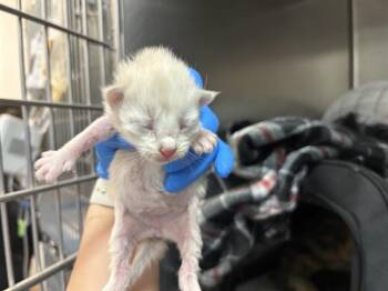 NECTAR -  Domestic Short Hair Cat Available for Adoption in Thousand Palms, California - NECTAR | PetCurious